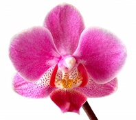 Orchid Gardeners team badge